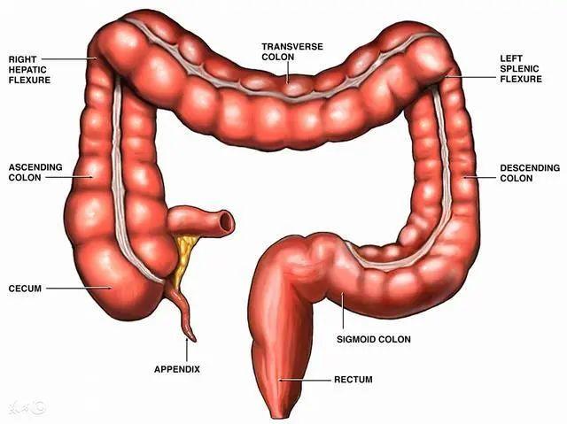 1,感染因素慢性结肠炎患者本身体内存在感染病灶未被