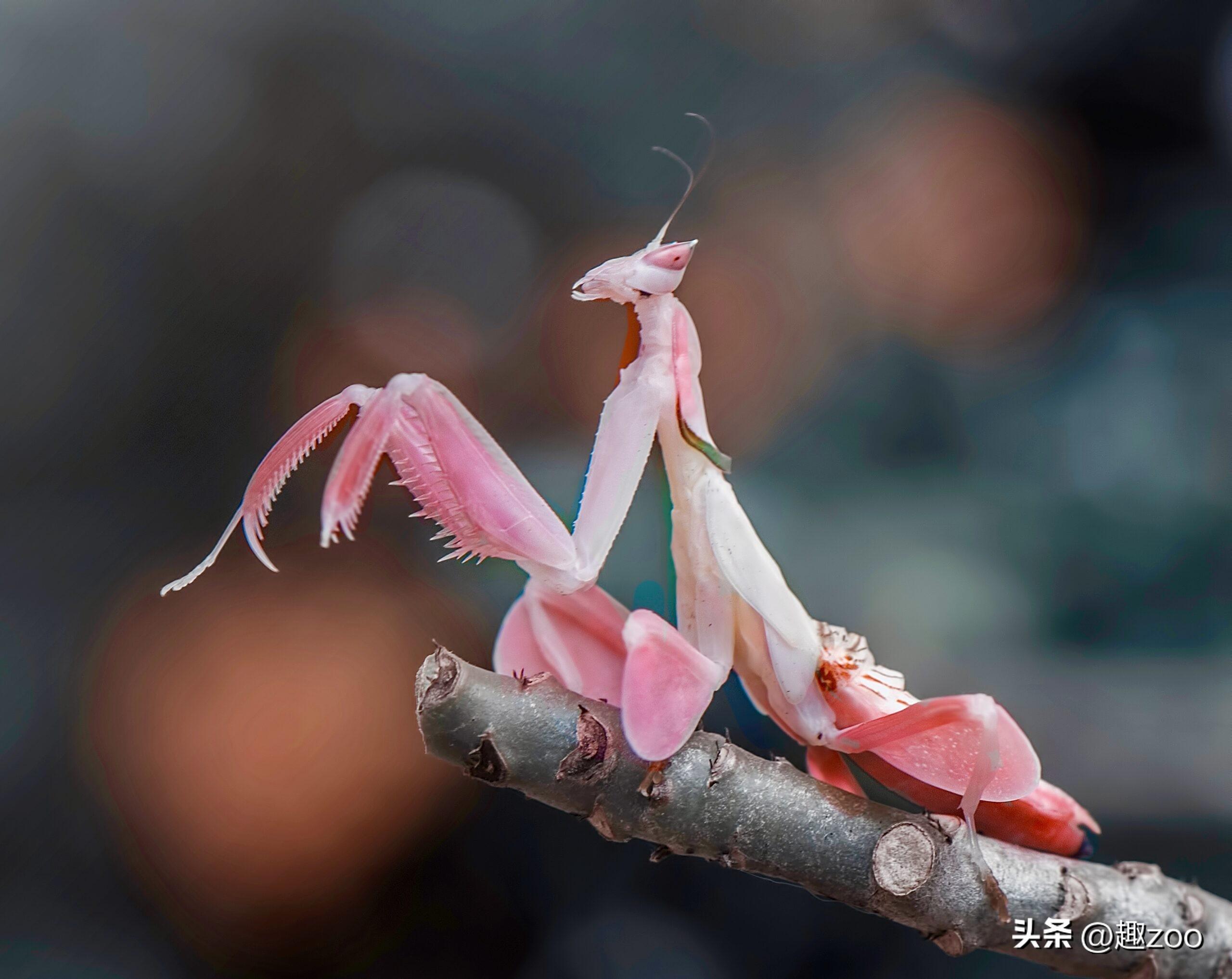 会变色的动物有哪些（盘点十大可以变色的动物）