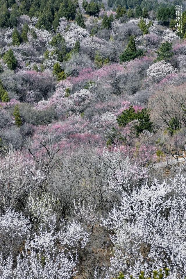 北京京郊十大徒步赏花地