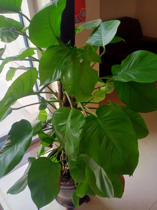 最近刚装修,推荐4种净化空气植物,摆在家里更清新