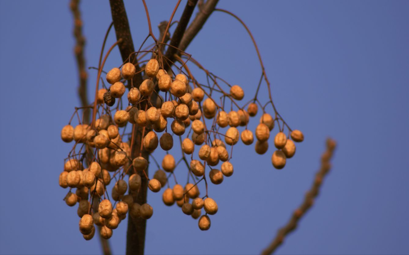 苦楝树的作用与功效(苦楝叶煮水洗皮肤的作用)