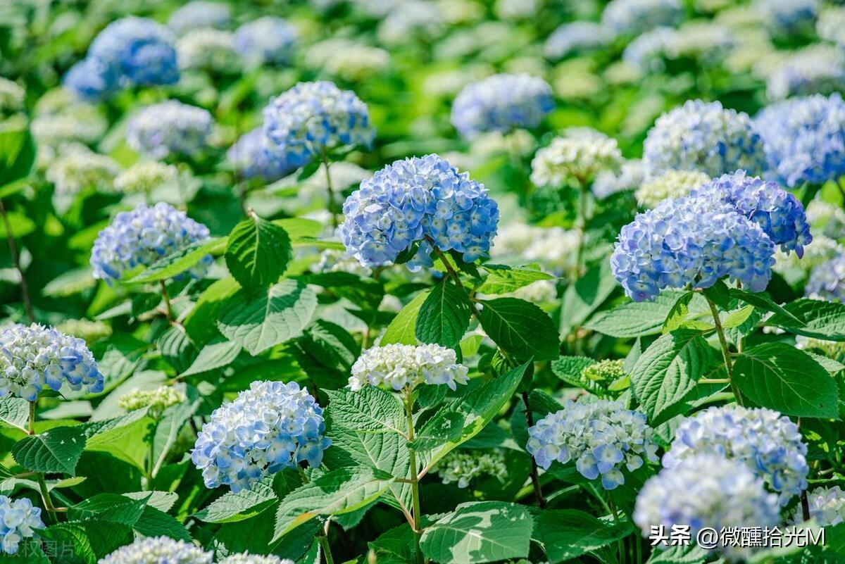 绣球花为什么不吉利（一文读懂绣球花的忌讳由来）