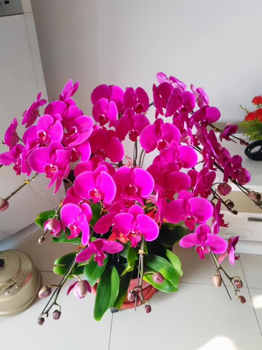 客厅最旺宅的大型植物推荐（九种“旺财”大型的盆栽绿植）