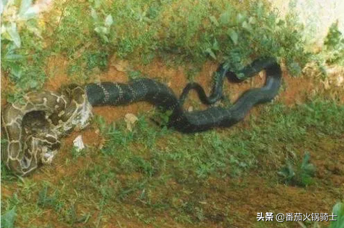 王蛇为什么不怕毒蛇（眼镜王蛇免疫能力介绍）