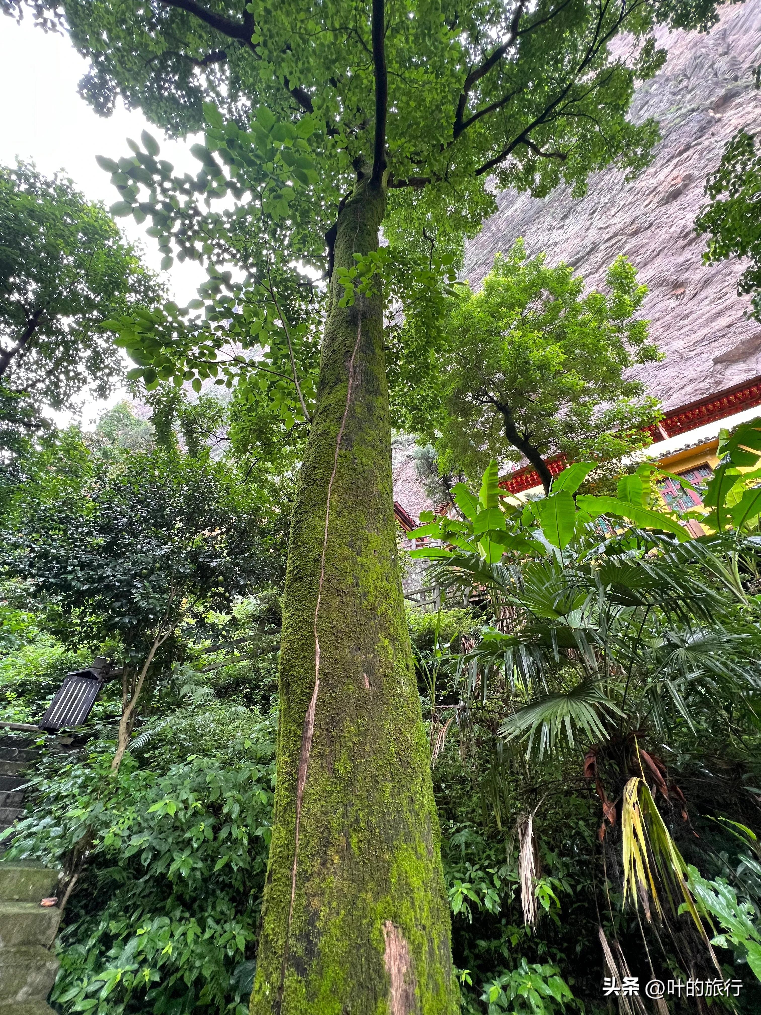 雁荡山好玩吗（雁荡山游玩体验及攻略分享）