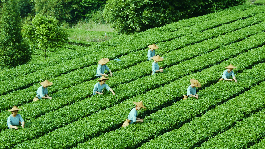 乌龙茶属于什么茶（乌龙茶种类及产地介绍）