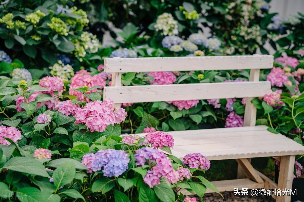 绣球花为什么又叫死人花（盘点绣球花不吉利的由来）