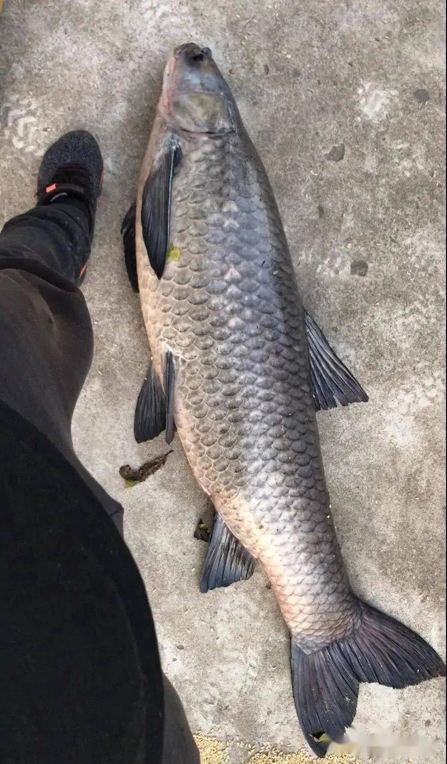 釣青魚怎麼調漂視頻(用5斤的小魚當誘餌) - 去釣魚