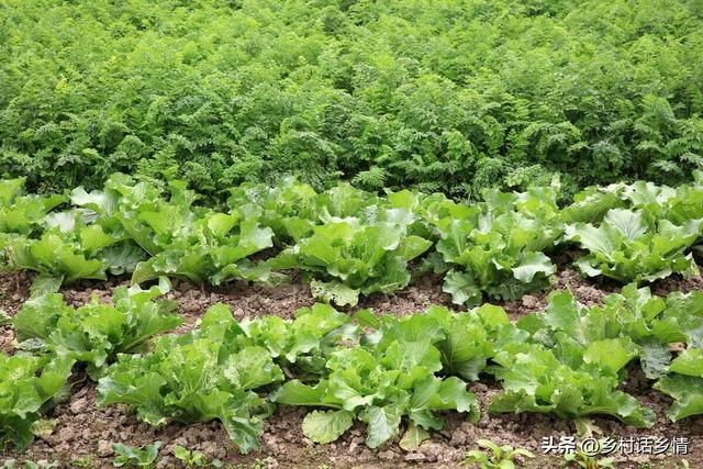 茬是什么意思，去年种植萝卜和白菜的土壤