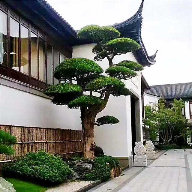 如果家庭有个小庭院,很多人除了养花种菜之外,还会种上几棵树.