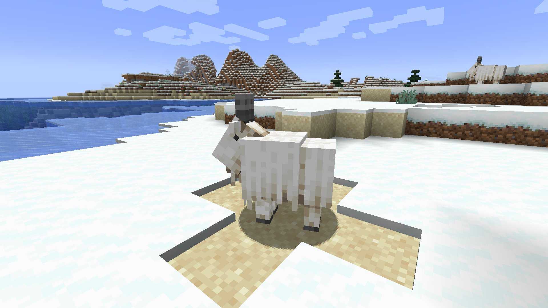 通过繁殖诞生的小山羊则100%会有两个羊角.