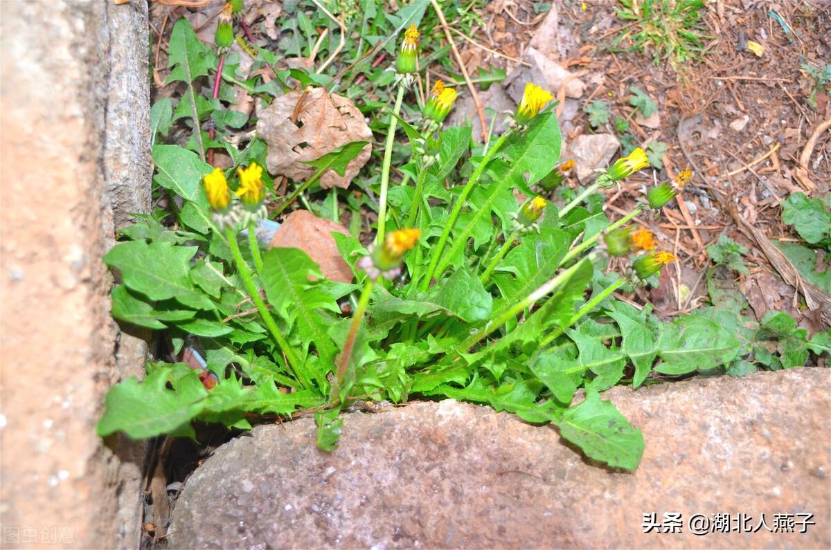 野菜的种类和图片大全（盘点农村50种常见的野菜）