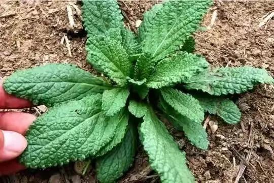 农村地里的止咳野草，农村这种“咳嗽草”也火了