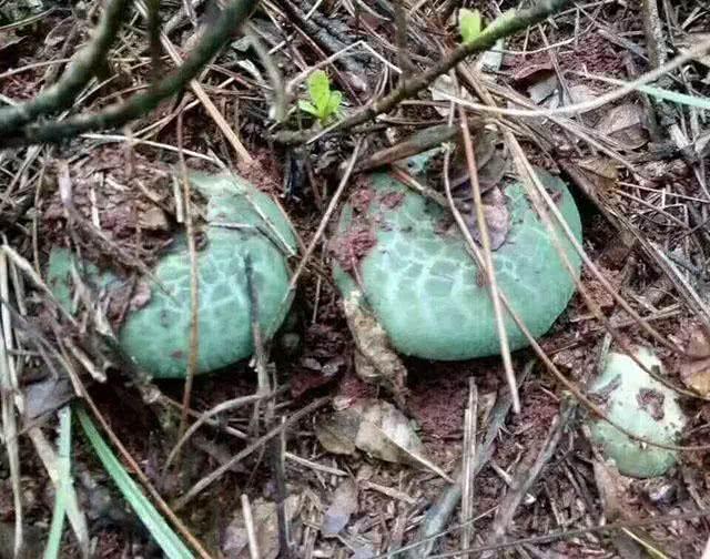 创造与魔法仙草妖饲料怎么做(创造与魔法饲料大全表)