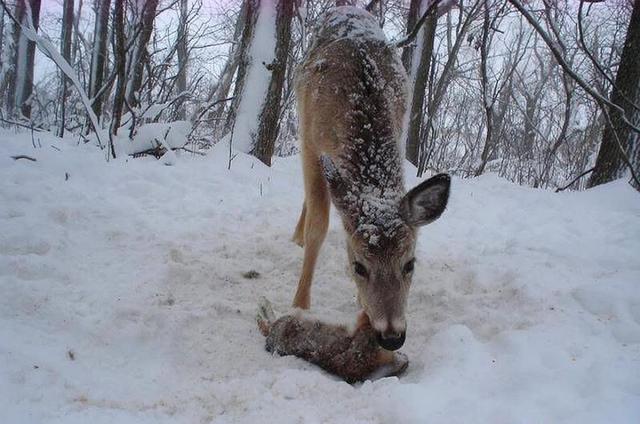 山羊的腳印像什麼(山羊的腳印在雪地裡像什麼圖片)