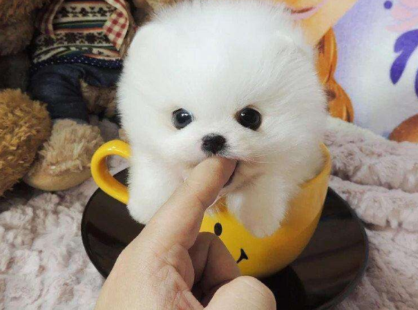 最小的狗茶杯犬多少钱一只（茶杯犬常见价格介绍）