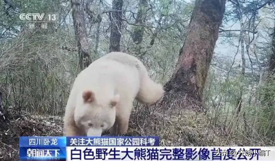 白色大熊猫长什么样子（附：白色大熊猫影像首公开）