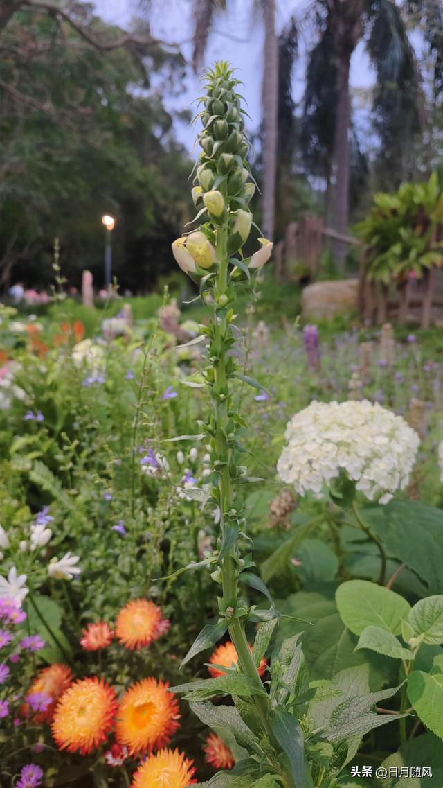 深圳市仙湖植物园，深圳仙湖植物园适合夏天逛吗（深圳仙湖植物园现场实拍图来了）