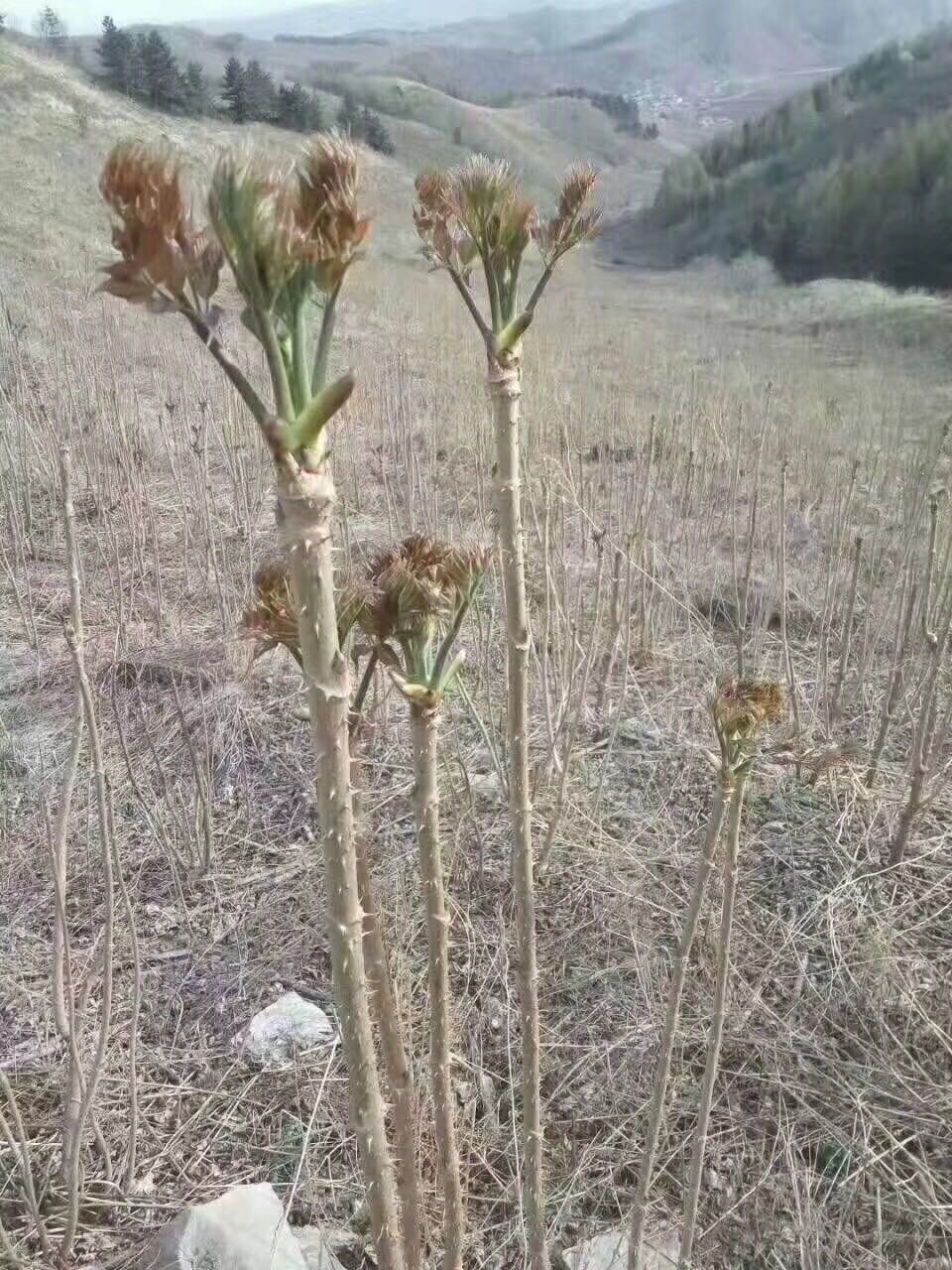 农村100种野菜图片（盘点农村常见野菜图片及名称）