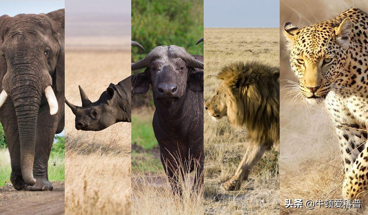 非洲十大危险动物（非洲最致命的10种动物排名详解）