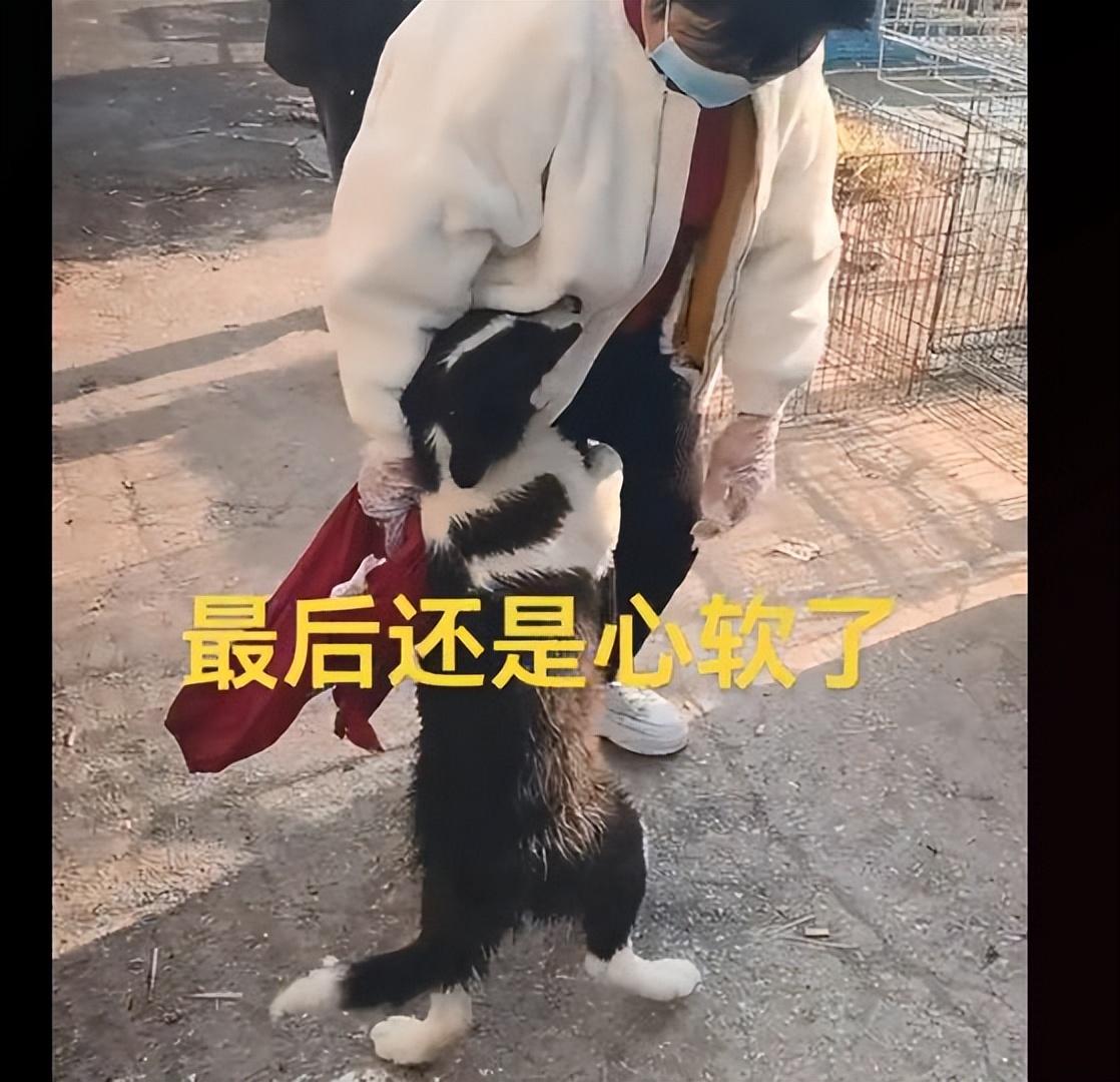 宠物狗怎么转让给家人（顺利转让宠物狗的五大步骤）