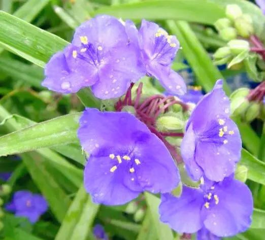 紫露草的花语是什么（紫露草特点与象征寓意讲解）