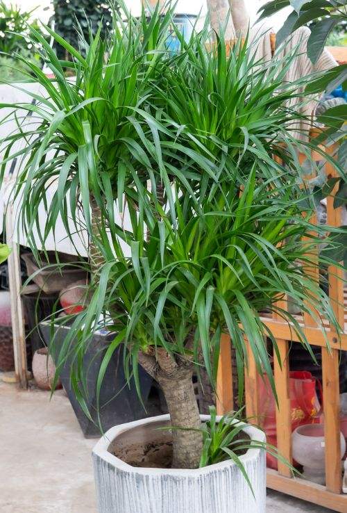 客厅最旺宅的大型植物推荐（九种“旺财”大型的盆栽绿植）
