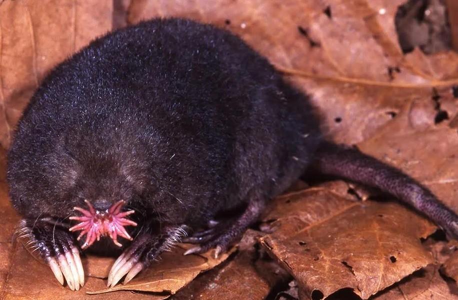 没有鼻尖怎么办(没有鼻尖是什么原因)