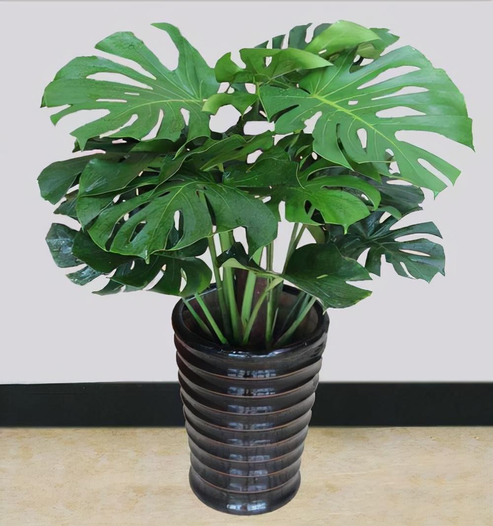 客厅最旺宅的大型植物推荐（九种“旺财”大型的盆栽绿植）