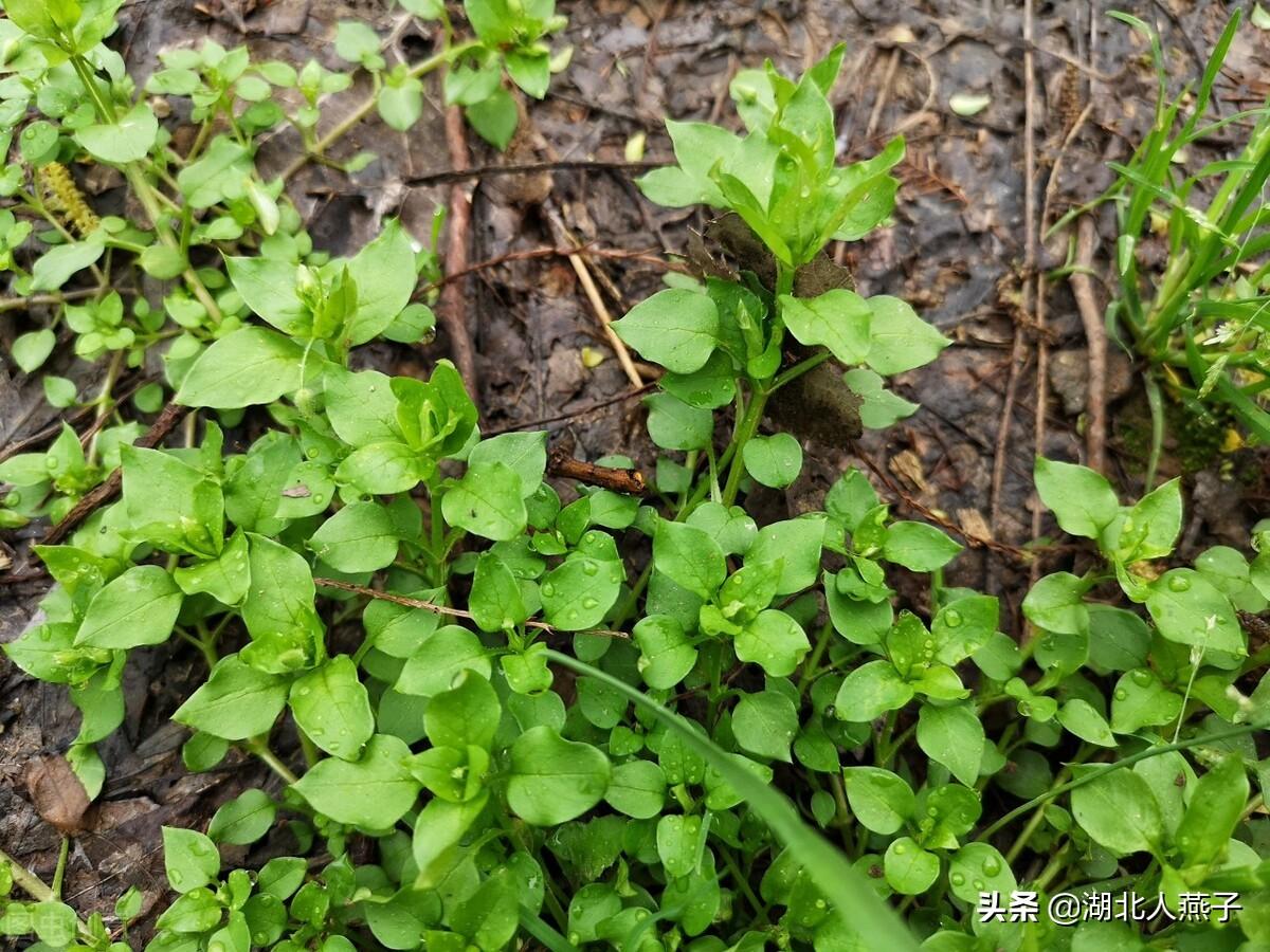 野菜的种类和图片大全（盘点农村50种常见的野菜）