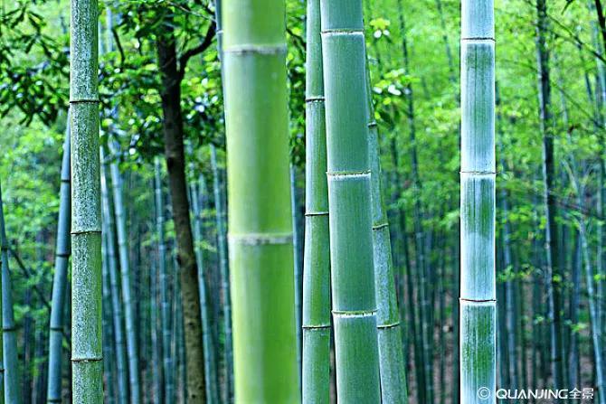竹子的品质是什么（深度剖析竹子的象征寓意）