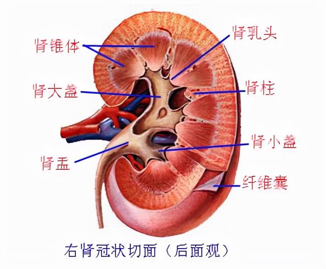 肾脏解剖结构讲解，浅话肾脏的解剖结构