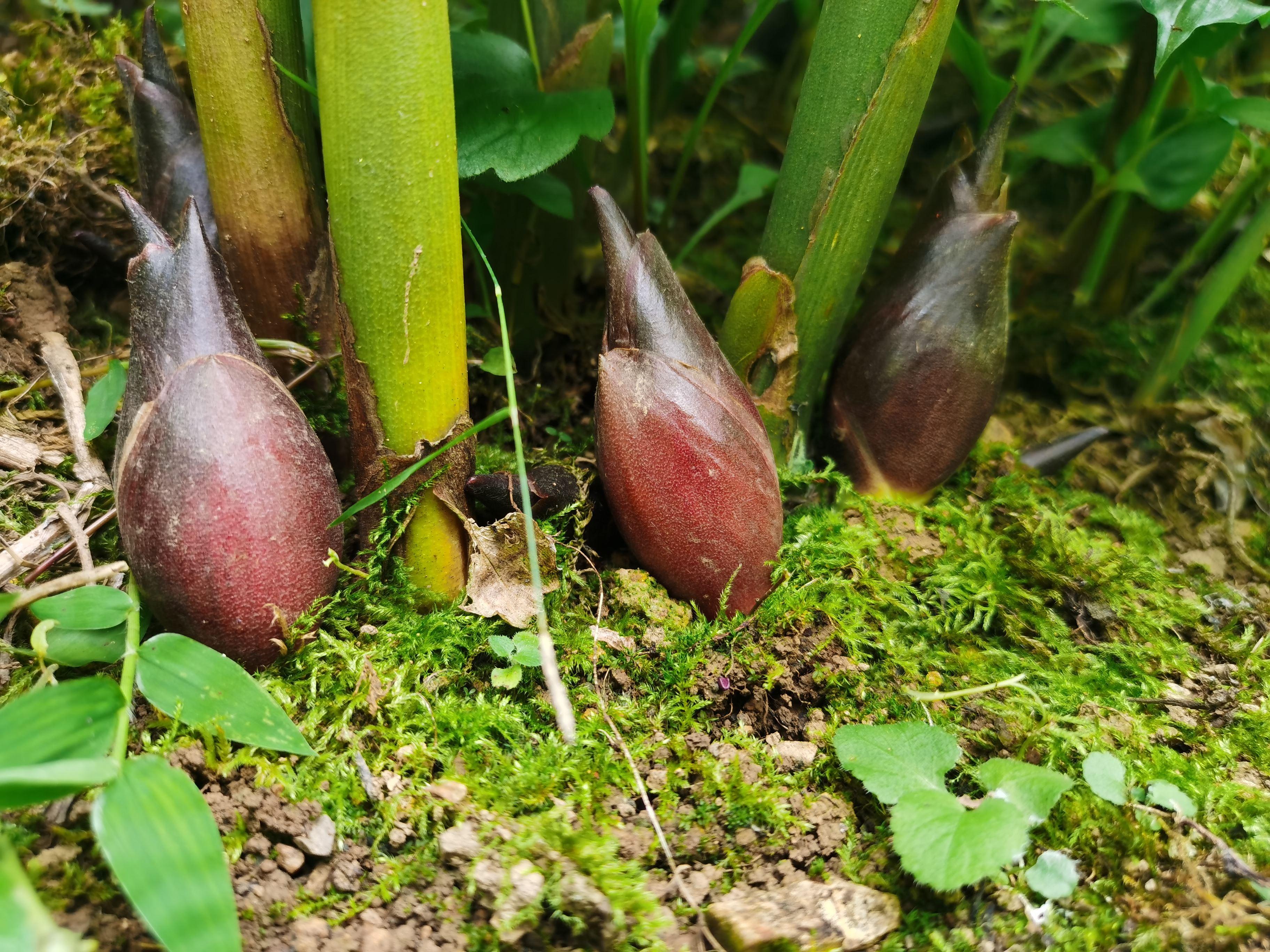 农村100种野菜图片（盘点农村常见野菜图片及名称）