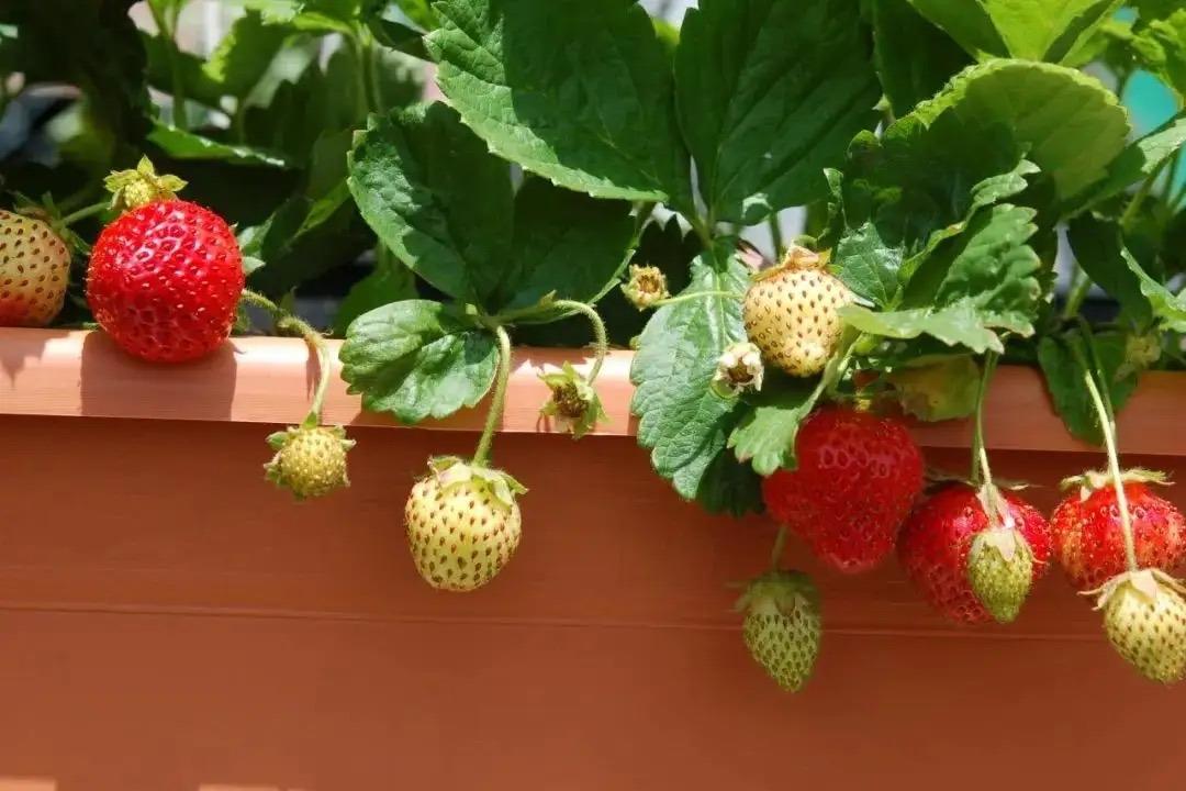 草莓什么时候种植最好（详解草莓的种植方法及时间）