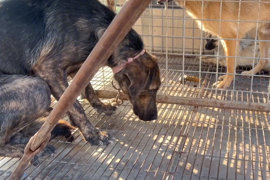 广州德牧价格查询（如何挑选健康的德牧犬）