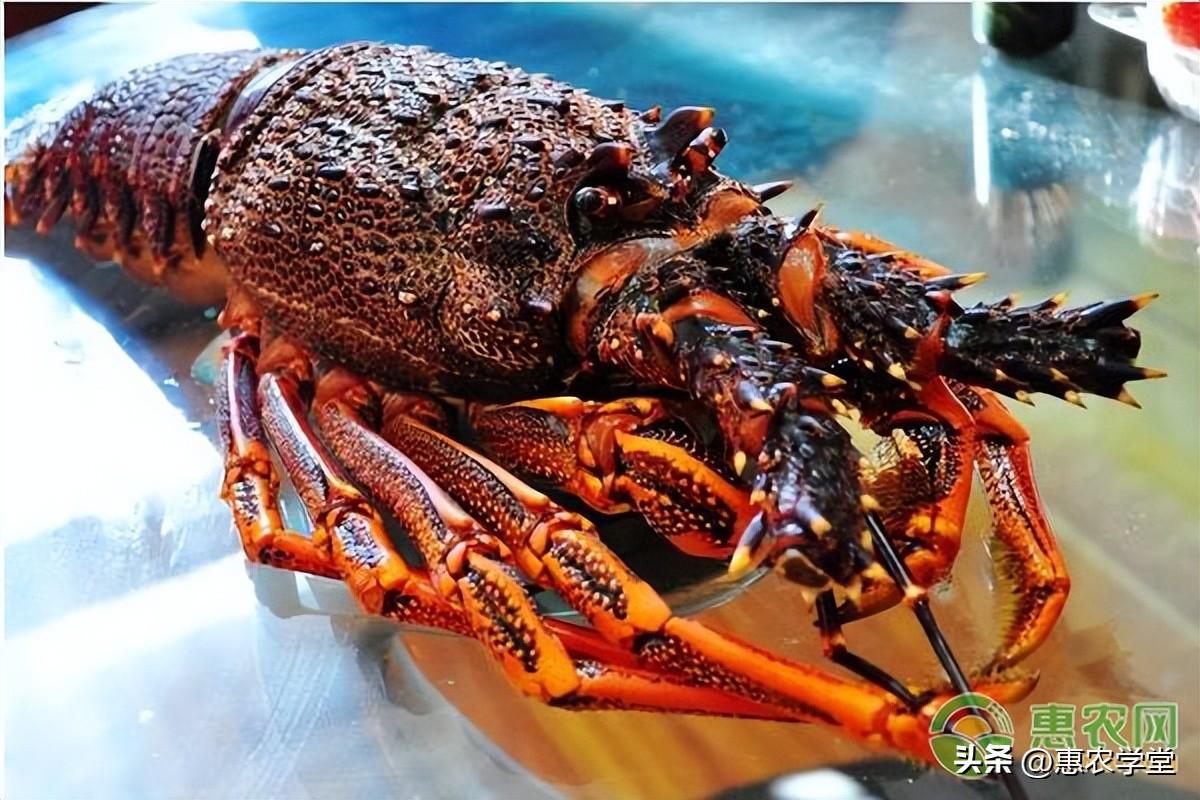 澳洲龙虾多少钱一斤（详解澳洲龙虾最新市价）