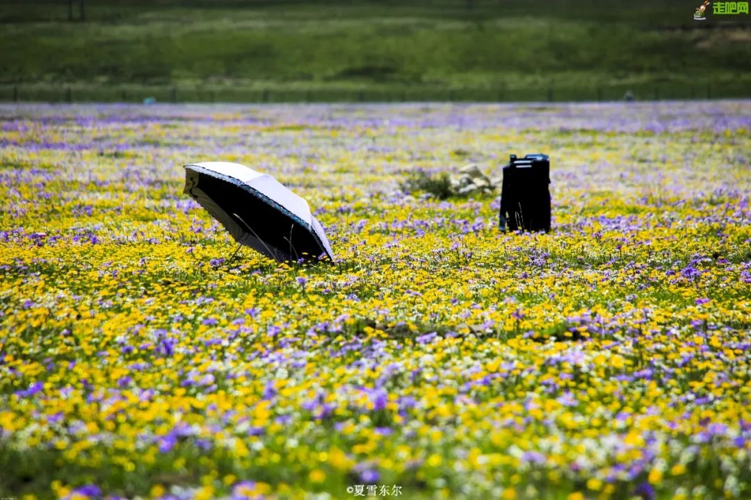 避暑去哪里旅游最好（盘点7/8月国内最清凉避暑地）