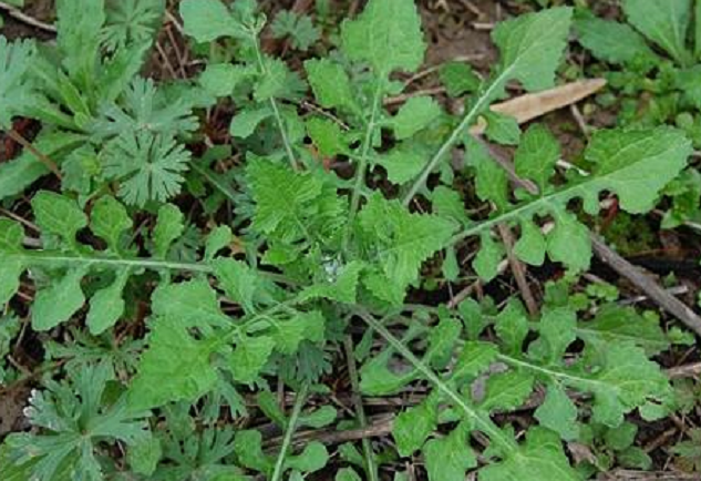 农村100种野菜图片（盘点农村常见野菜图片及名称）