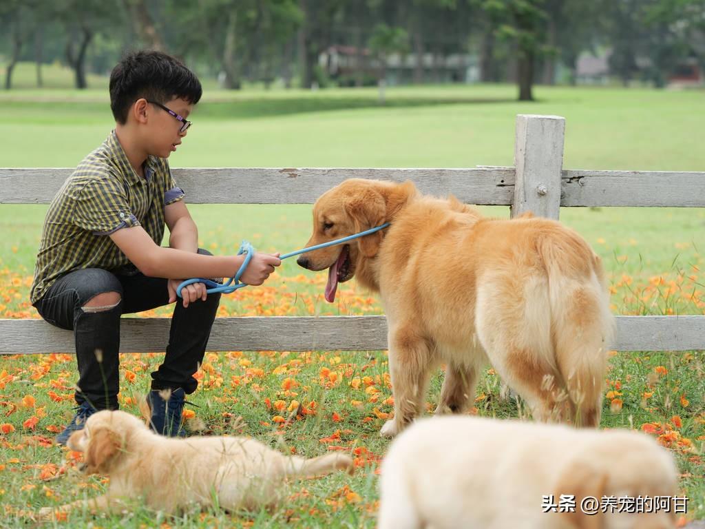 小狗价钱是多少合适（养狗必备：小狗护理指南）