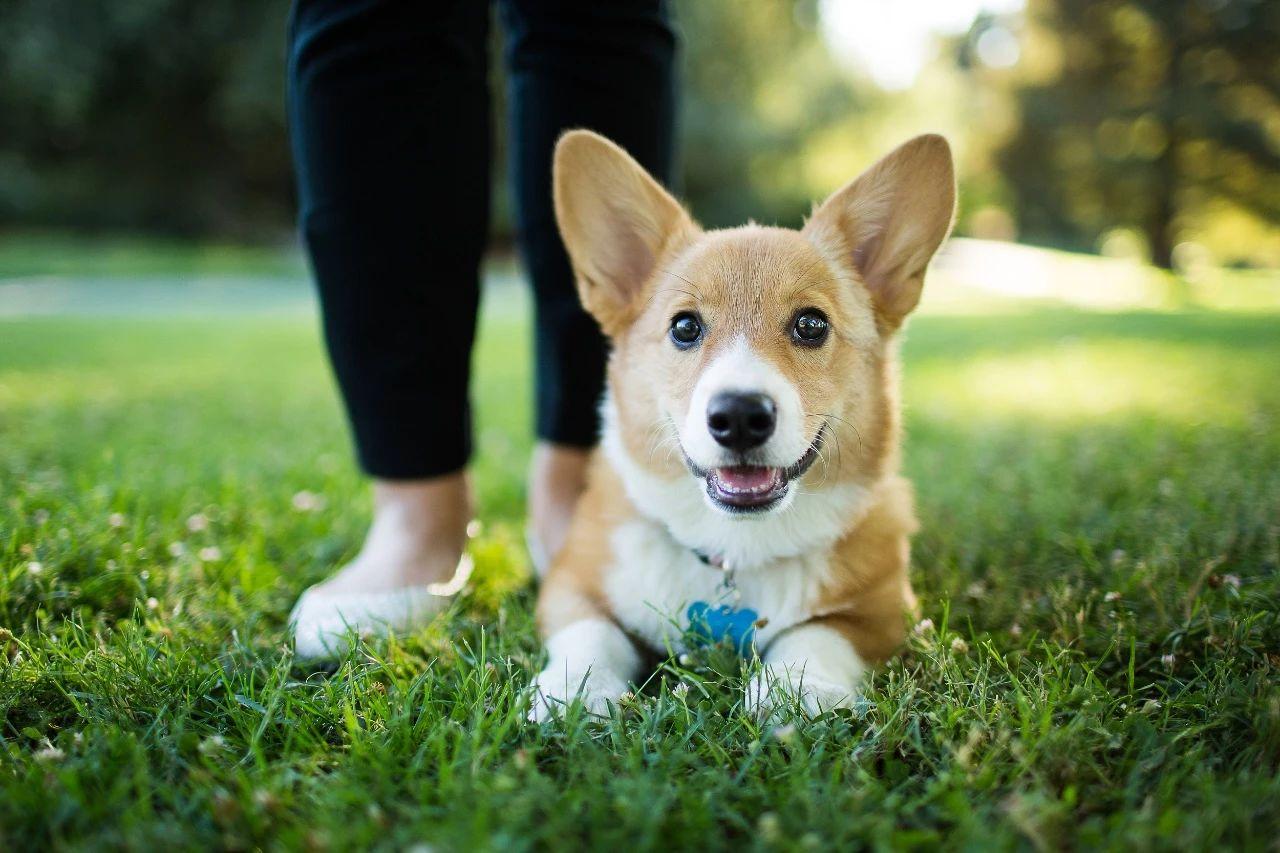 耐养便宜的小宠物你知道吗？（国内最适合养的十大小型犬）