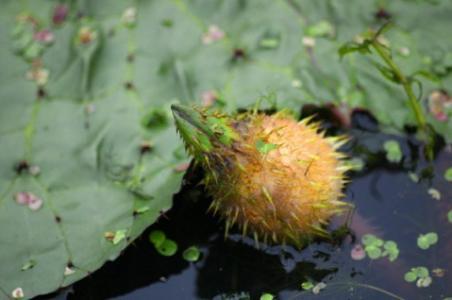 农村100种野菜图片（盘点农村常见野菜图片及名称）