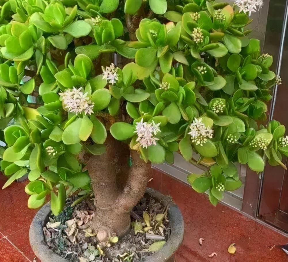 客厅最旺宅的大型植物推荐（九种“旺财”大型的盆栽绿植）