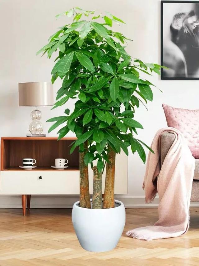 客厅最旺宅的大型植物推荐（九种“旺财”大型的盆栽绿植）