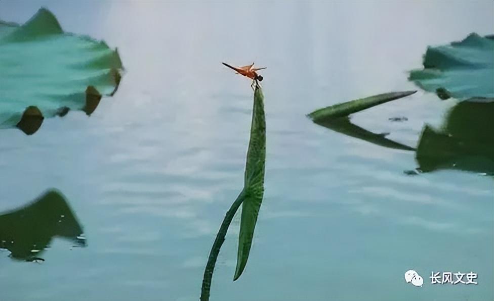 小池描写的是哪个季节（杨万里的“小池”道尽初夏之美）