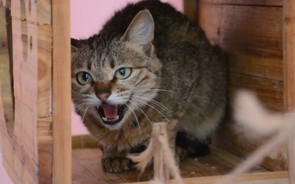 捡猫回家风水有个说法（俗语：狗来富猫来穷）