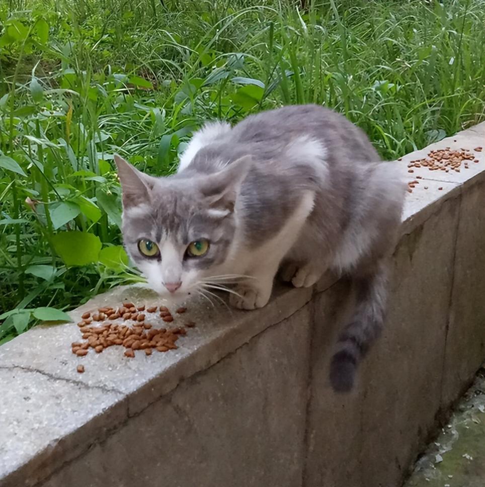 捡猫回家风水有个说法（俗语：狗来富猫来穷）