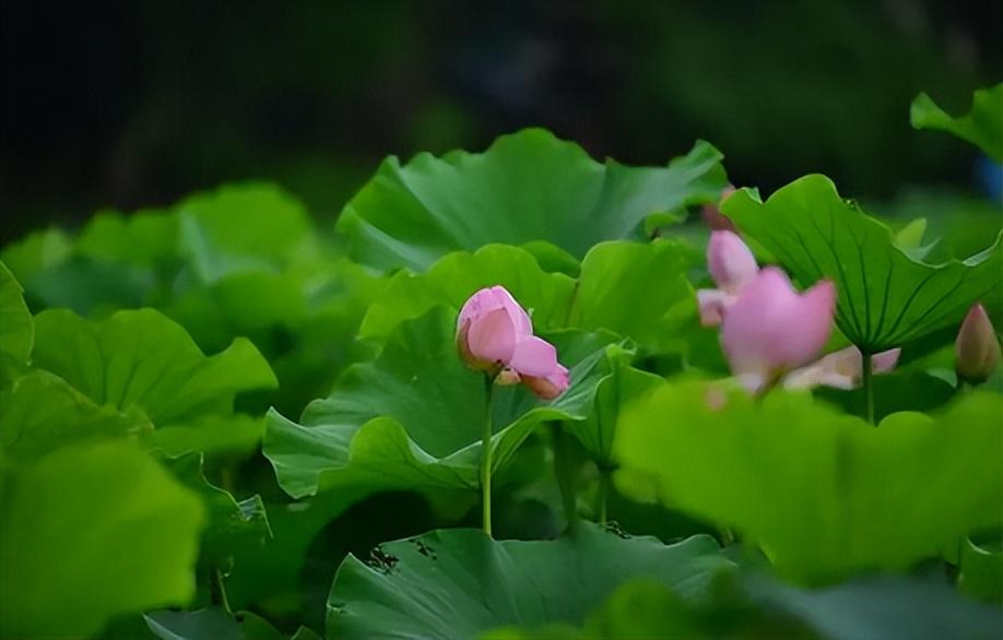 夏天是几月到几月（有关入夏知识介绍）