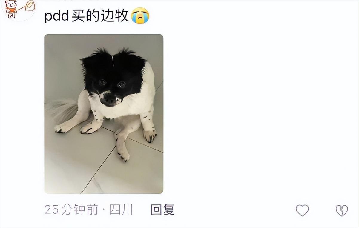 小德牧狗多少钱一只（养狗必备：小德牧狗的饲养技巧）