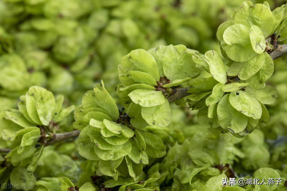 野菜的种类和图片大全（盘点农村50种常见的野菜）