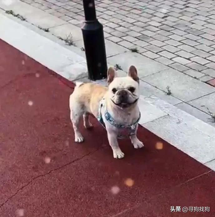 常州买宠物狗去哪（常州宠物市场指南）